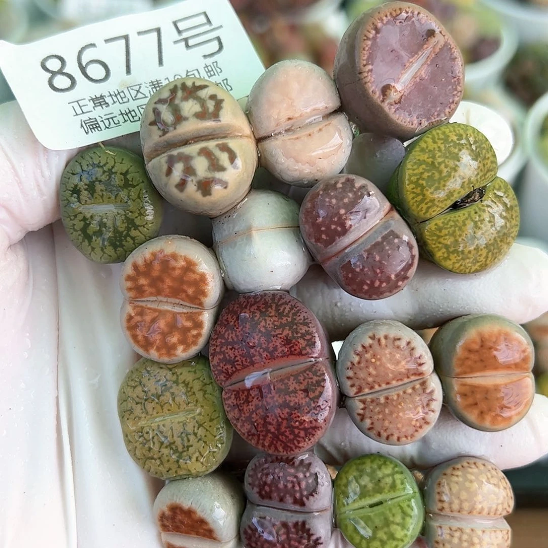 好养易活生石花大母本8677共16颗