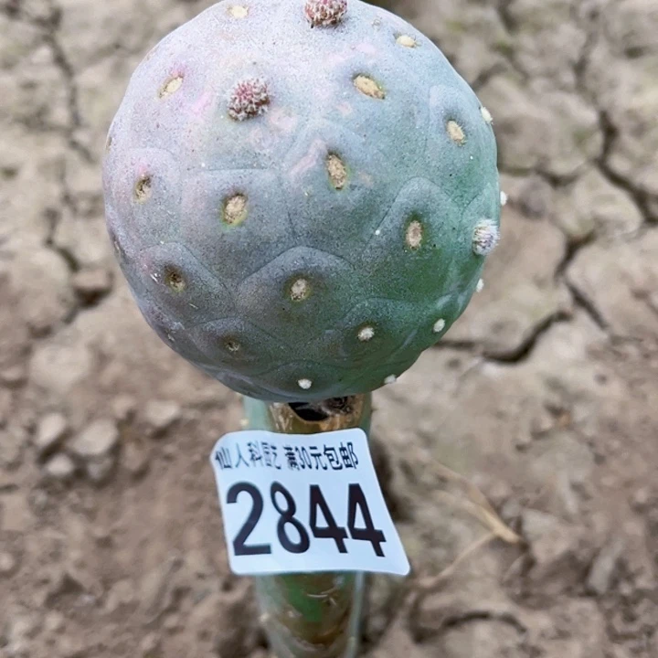 英***友福利大型无刺2844