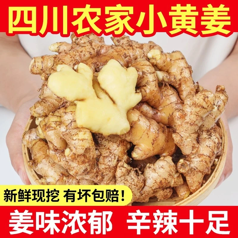 【产地直发】四川小黄姜正宗老姜新鲜生姜现挖农家自种土姜蔬菜