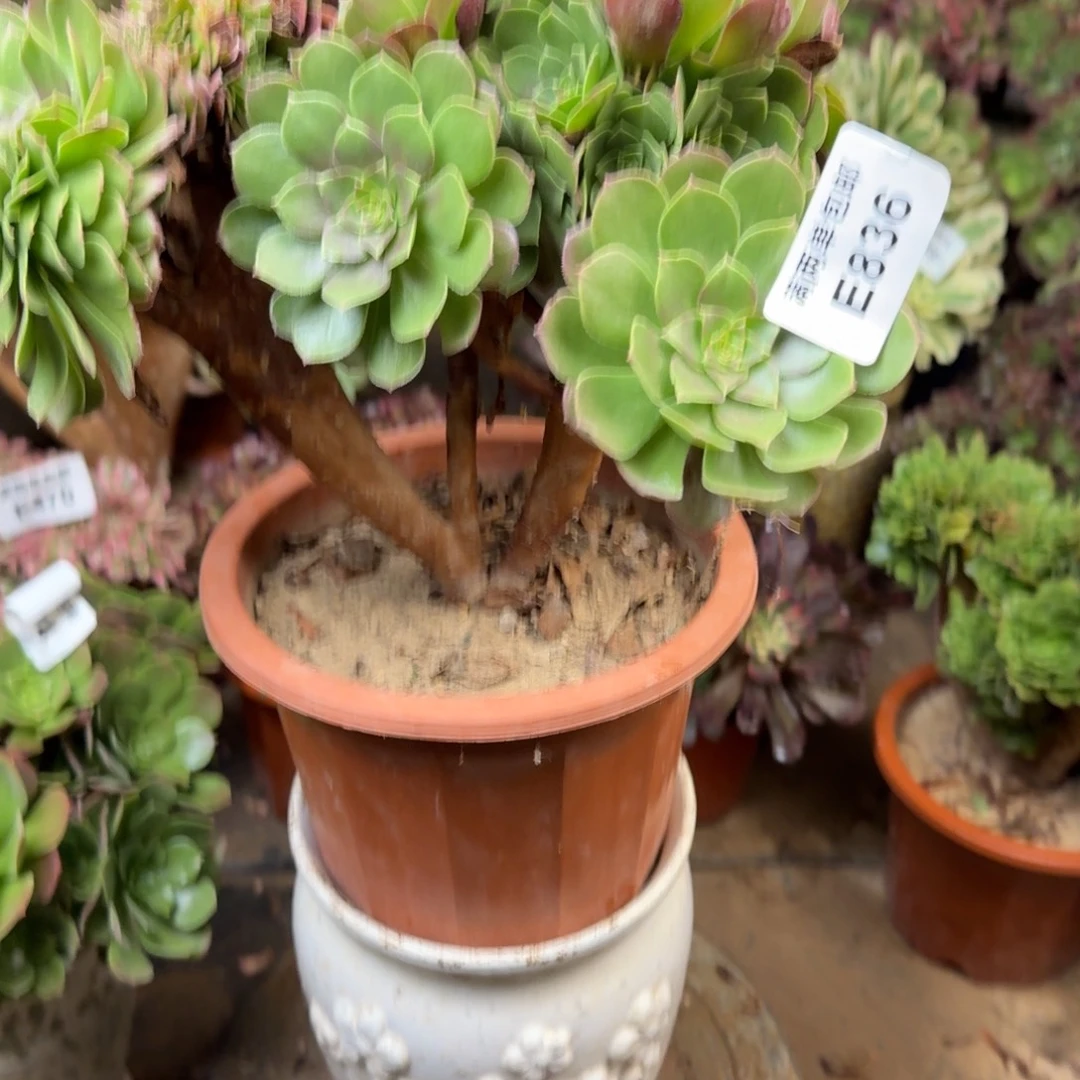 836万缀法师法师多肉