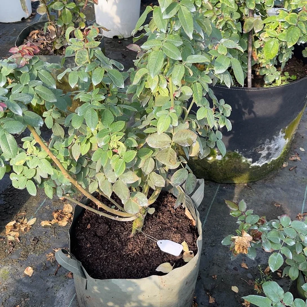 无花朵———甜心漩涡 福利款 七加仑