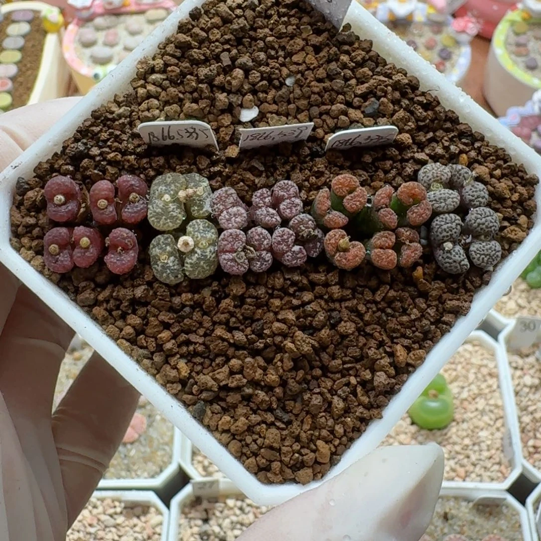 1002-09编号鸟哈尼彩套