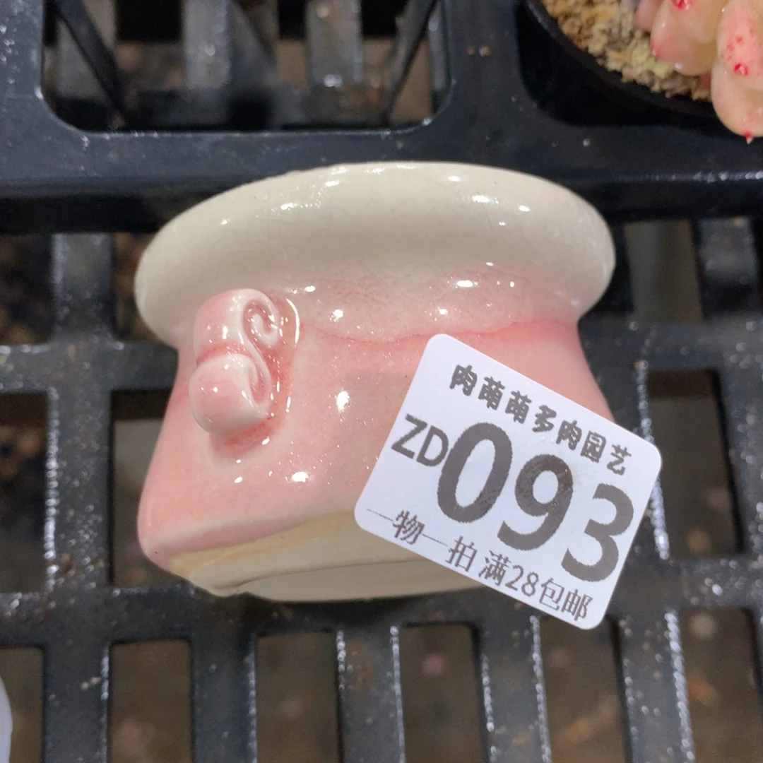 肉萌萌精控多肉 5cm盆量拍 粉盆093