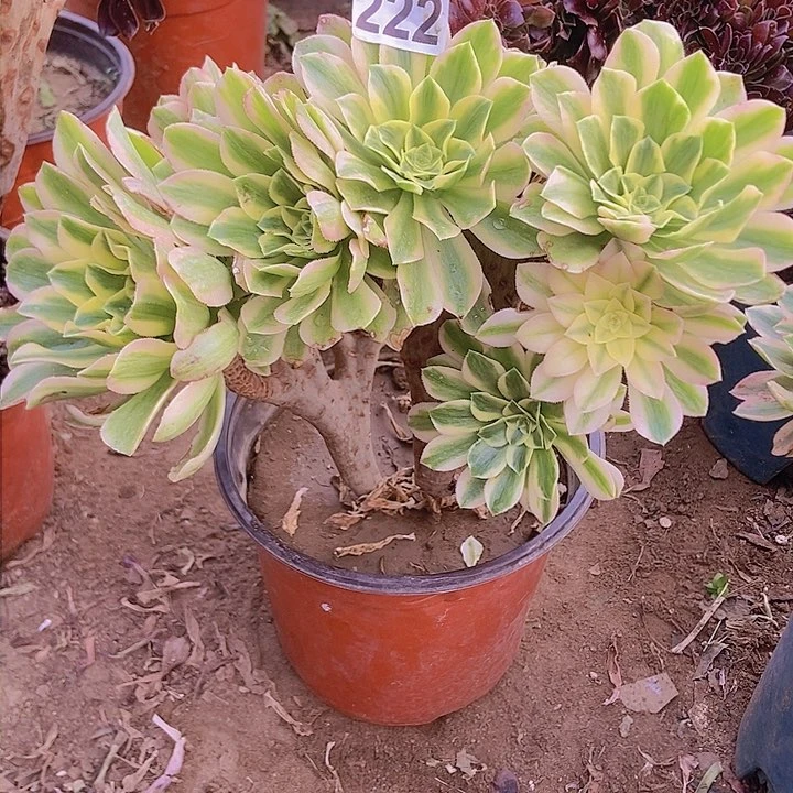 222颜宁朵朵缀老板子微瑕疵