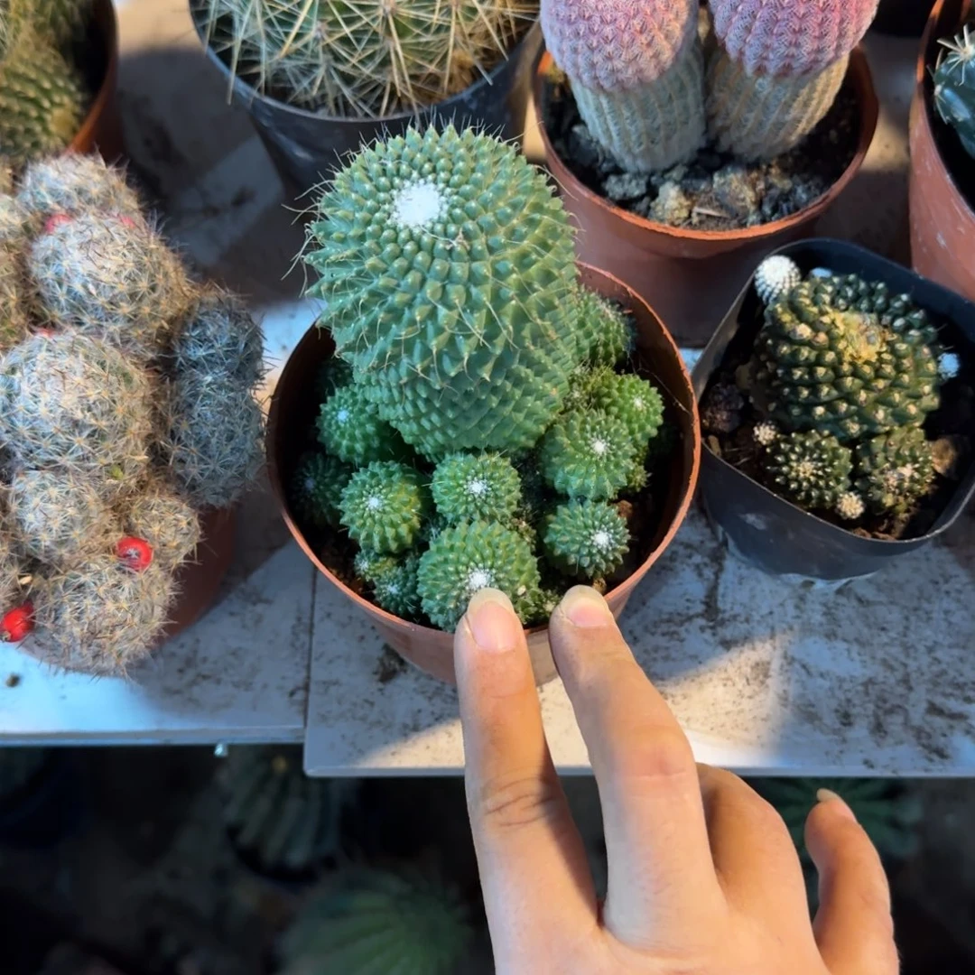 苹****可口可乐了可口可乐