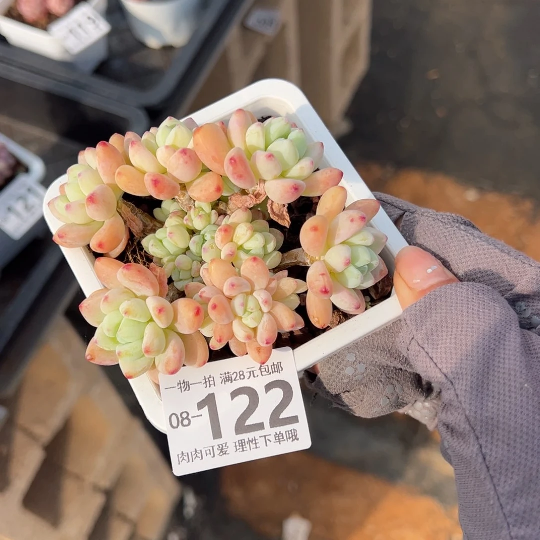 樱花罗绮多肉多肉多肉多