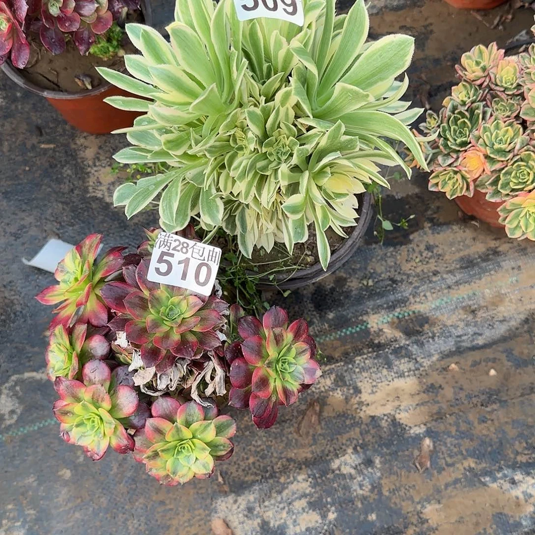 静**月多肉瑕疵509+510满28包邮断枝不包