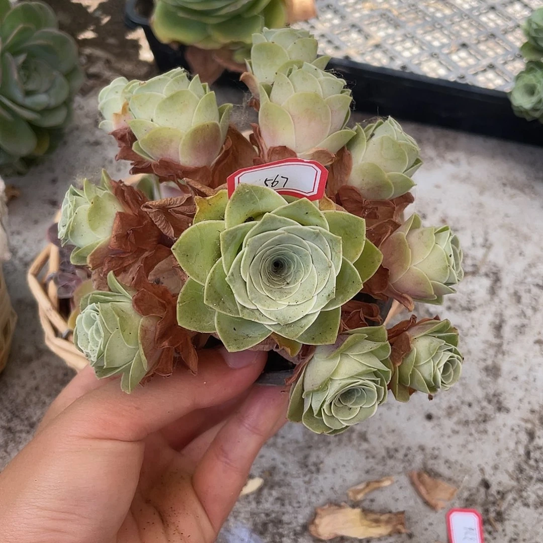 山地玫瑰多肉不售后 567