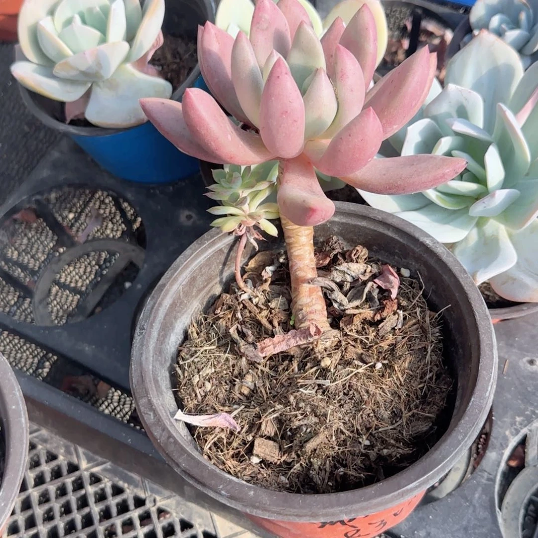 无花朵一块钱桃花源福袋