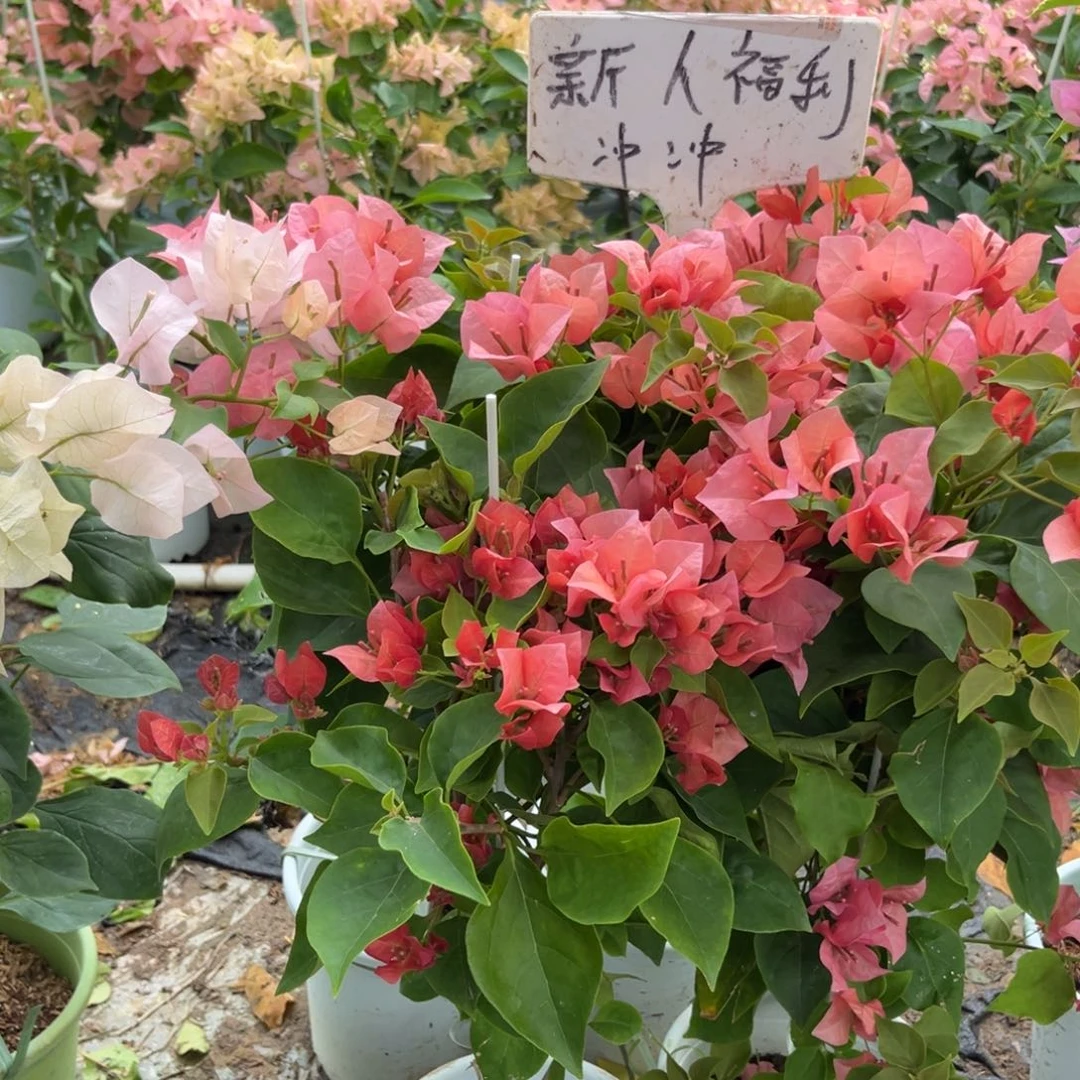 无花朵三角梅不甜西瓜