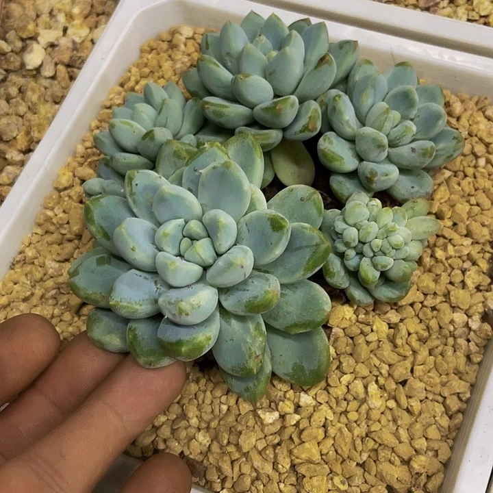 奶糖石化缀化哦哦哦哦