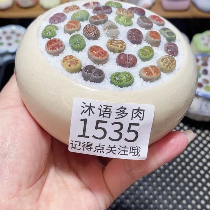 带盆土植物 一物一拍1535