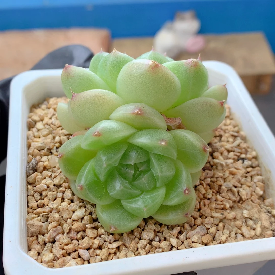 58包邮  群生不包整麦秆144