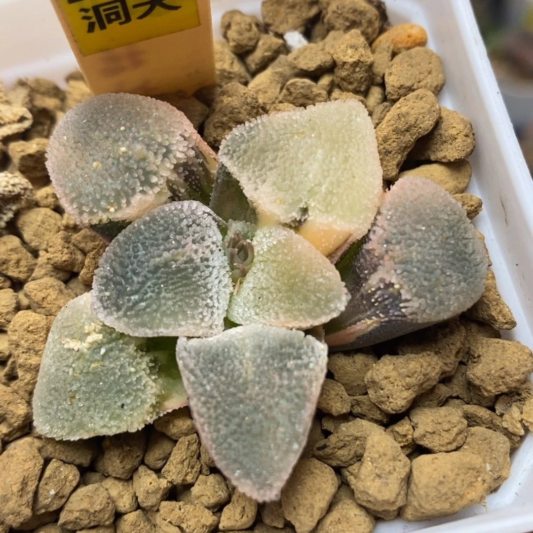 231冰钻锦一物一拍