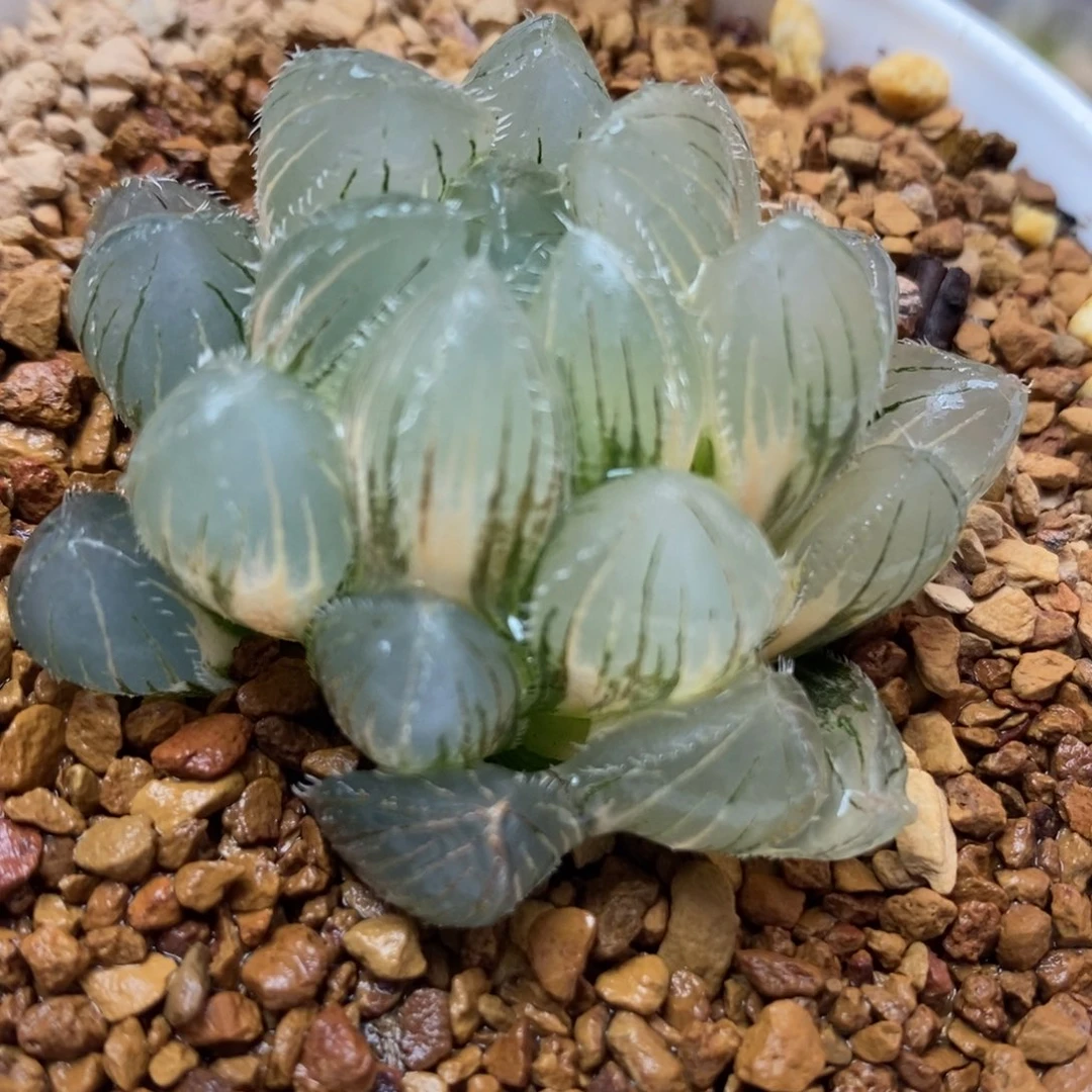 137实生玉露锦一物一拍