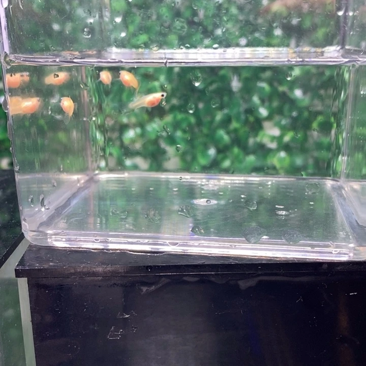 孔雀鱼行动上却要学会了自己最初自己