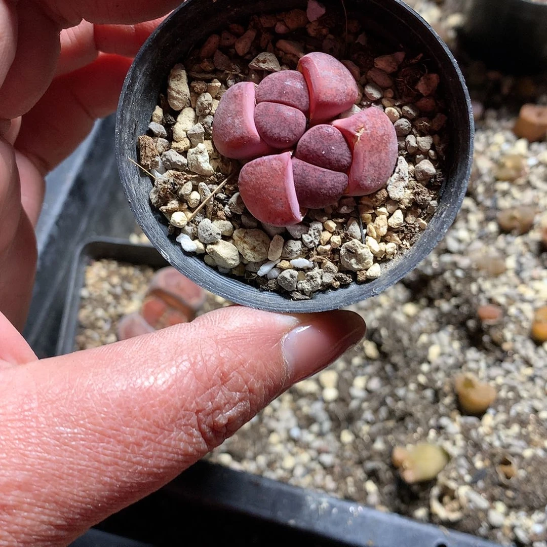 D107多肉植物保护研究所