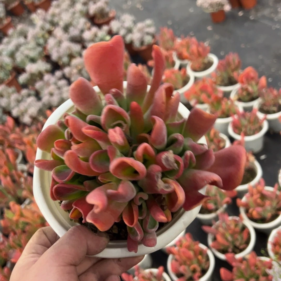 火狐狸整桩大盆无砍