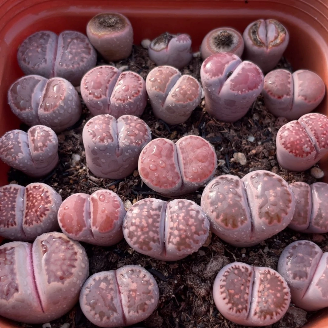 大盆特价更新一物一拍～24