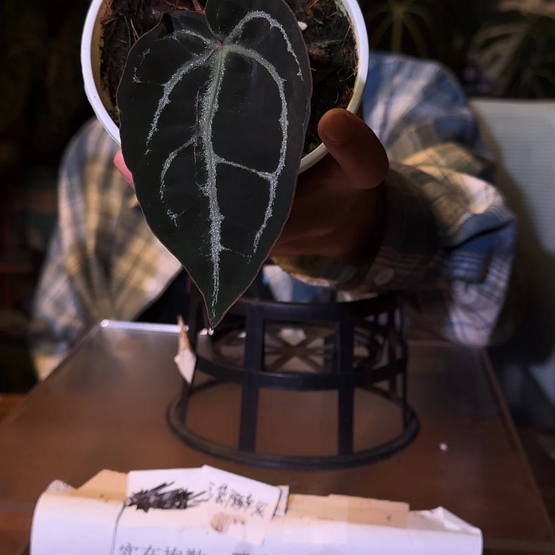 不开花植物D116个体米歇尔杂紫水晶