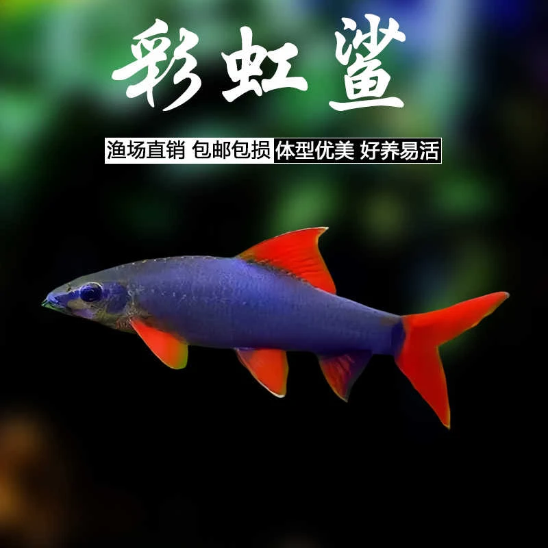 彩虹鲨鱼缸除藻清洁鱼金苔鼠鱼工具鱼清道夫鱼热带鱼吃垃圾吃残渣