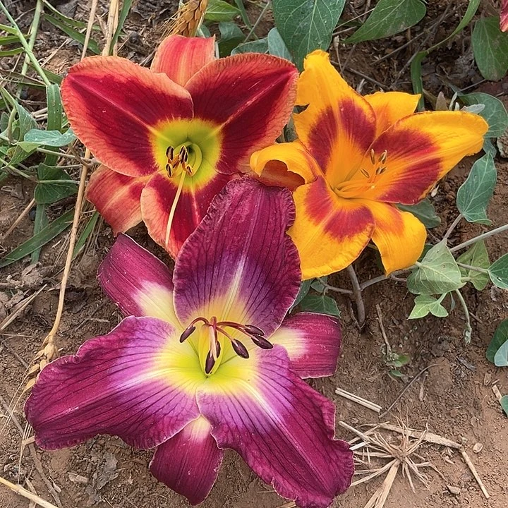 当前无花栽培后可以开花