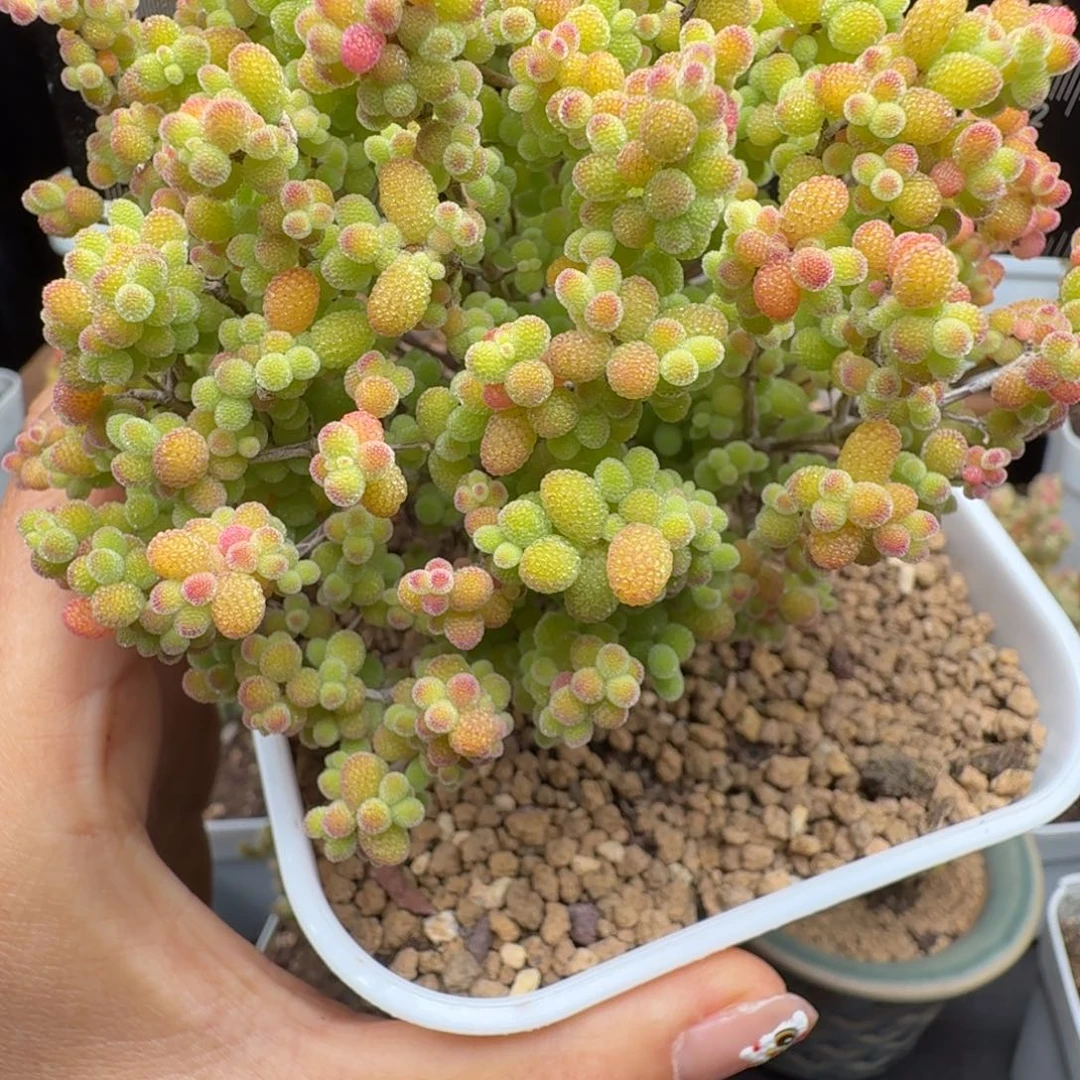 高*秀a71号金桔清台福利