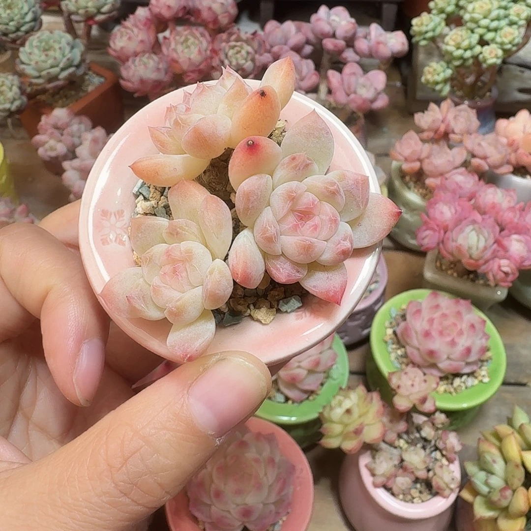 溏心 多肉含盆土 一物一拍