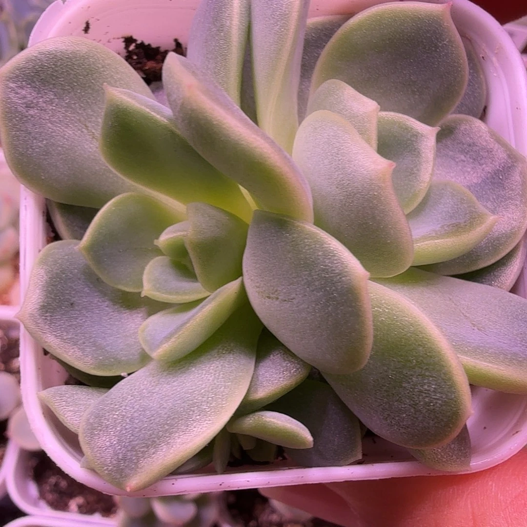 碧琉璃叶插苗一物一拍