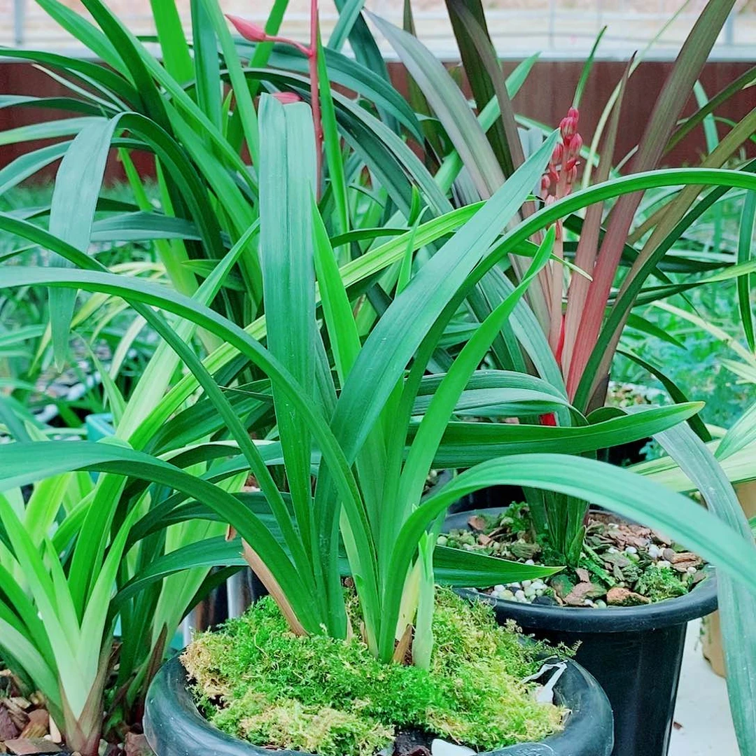 完全开放一物一拍