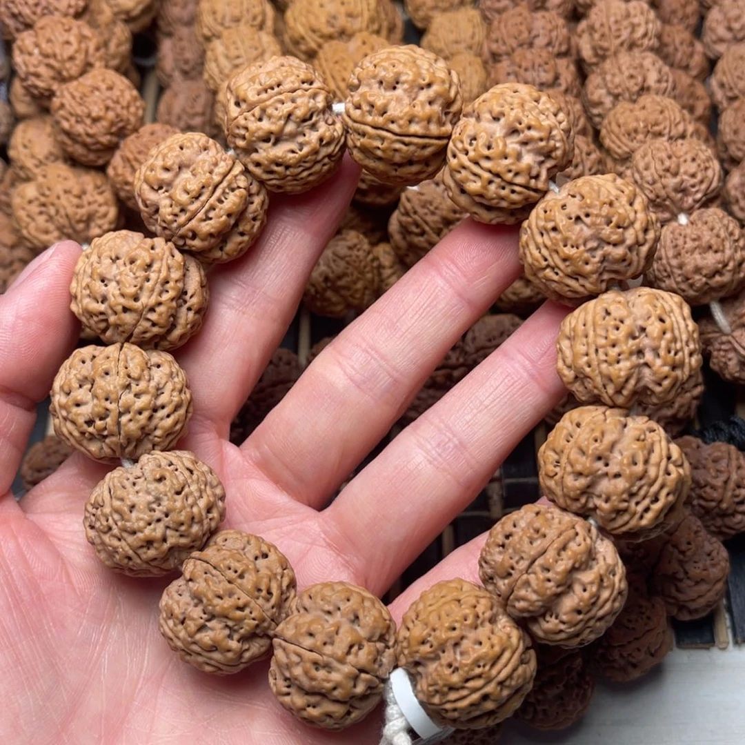 菩提23号金刚菩提爆肉梁梅花24