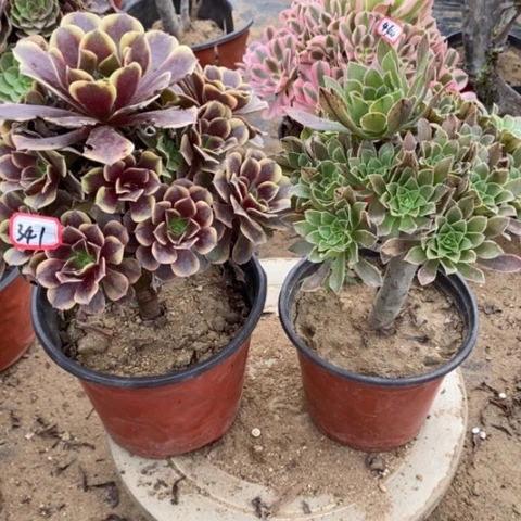 两颗法师一物一拍