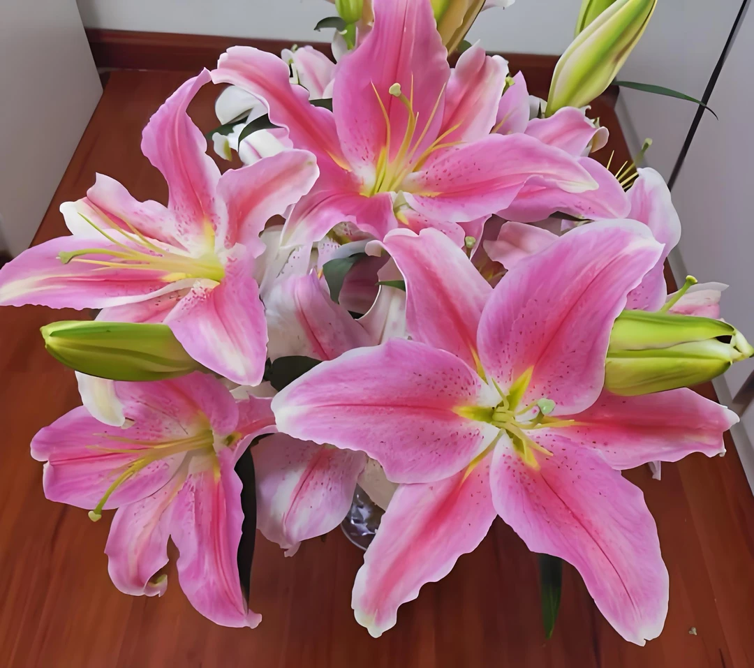 （粉色美人）罗迪香水百合高级东北凌源直发顺丰包邮