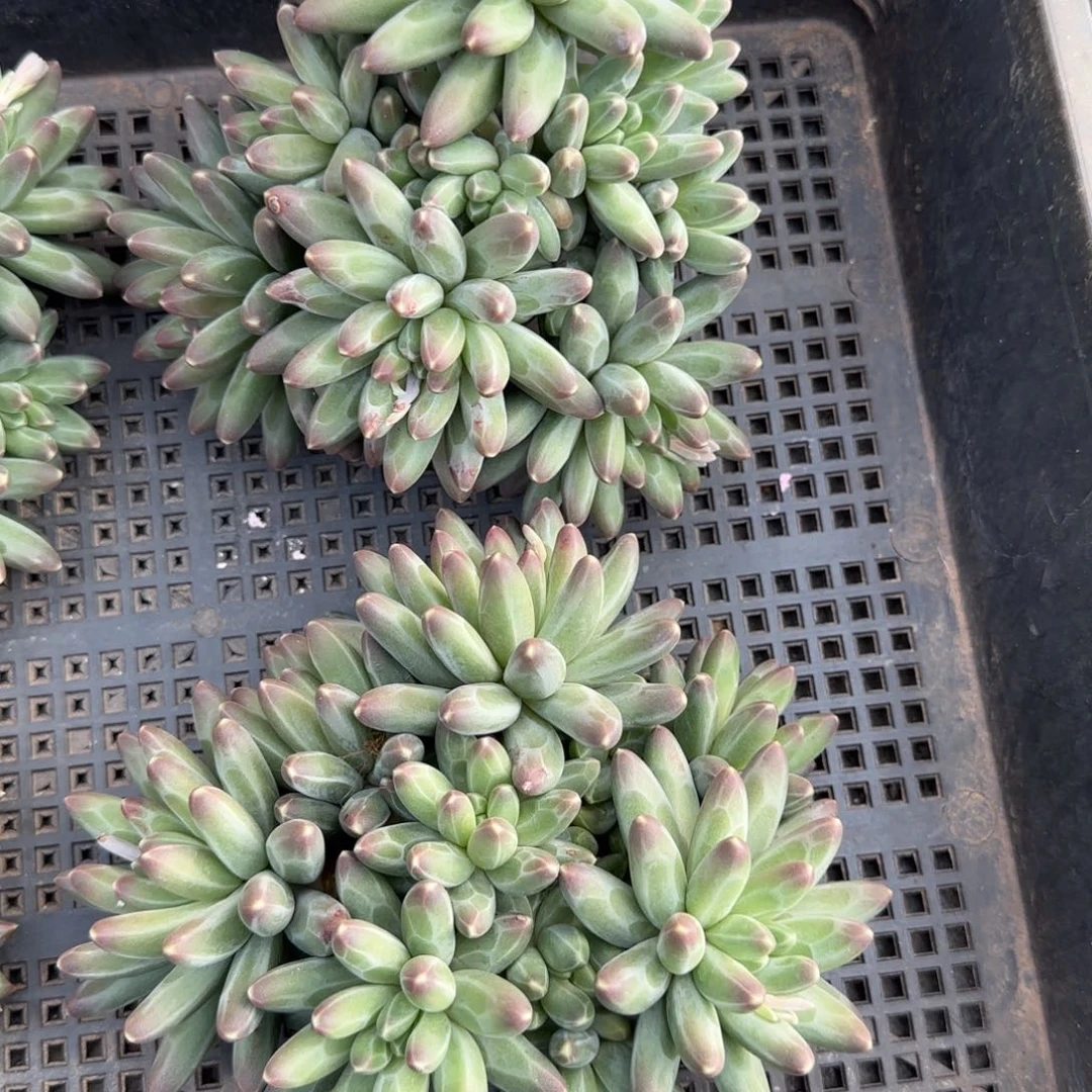 伊卡洛斯多肉植物