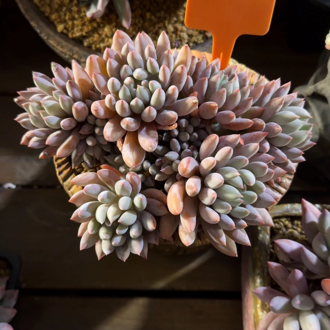 所罗门群11111111111111111