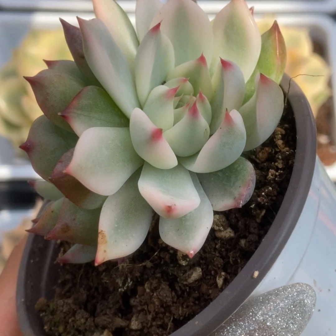 040锦锦锦锦锦锦锦锦