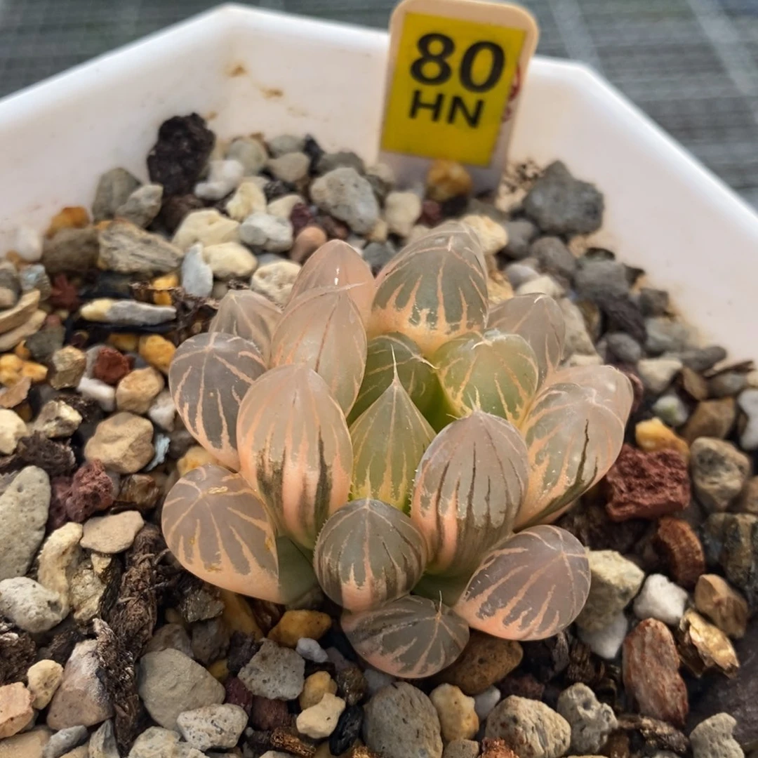 80号糊斑霓虹灯玉露锦