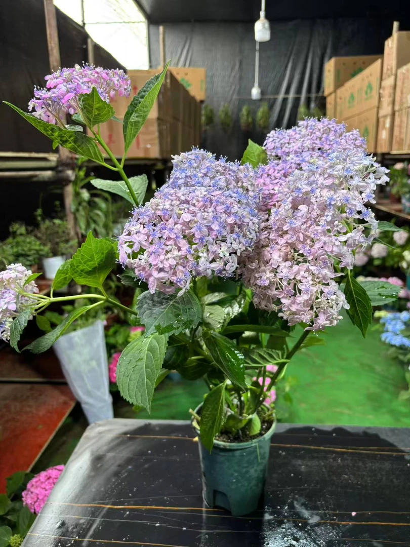 【云都花园】三河千鸟 绣球 1加仑 带花苞原土原盆 基地源头直发