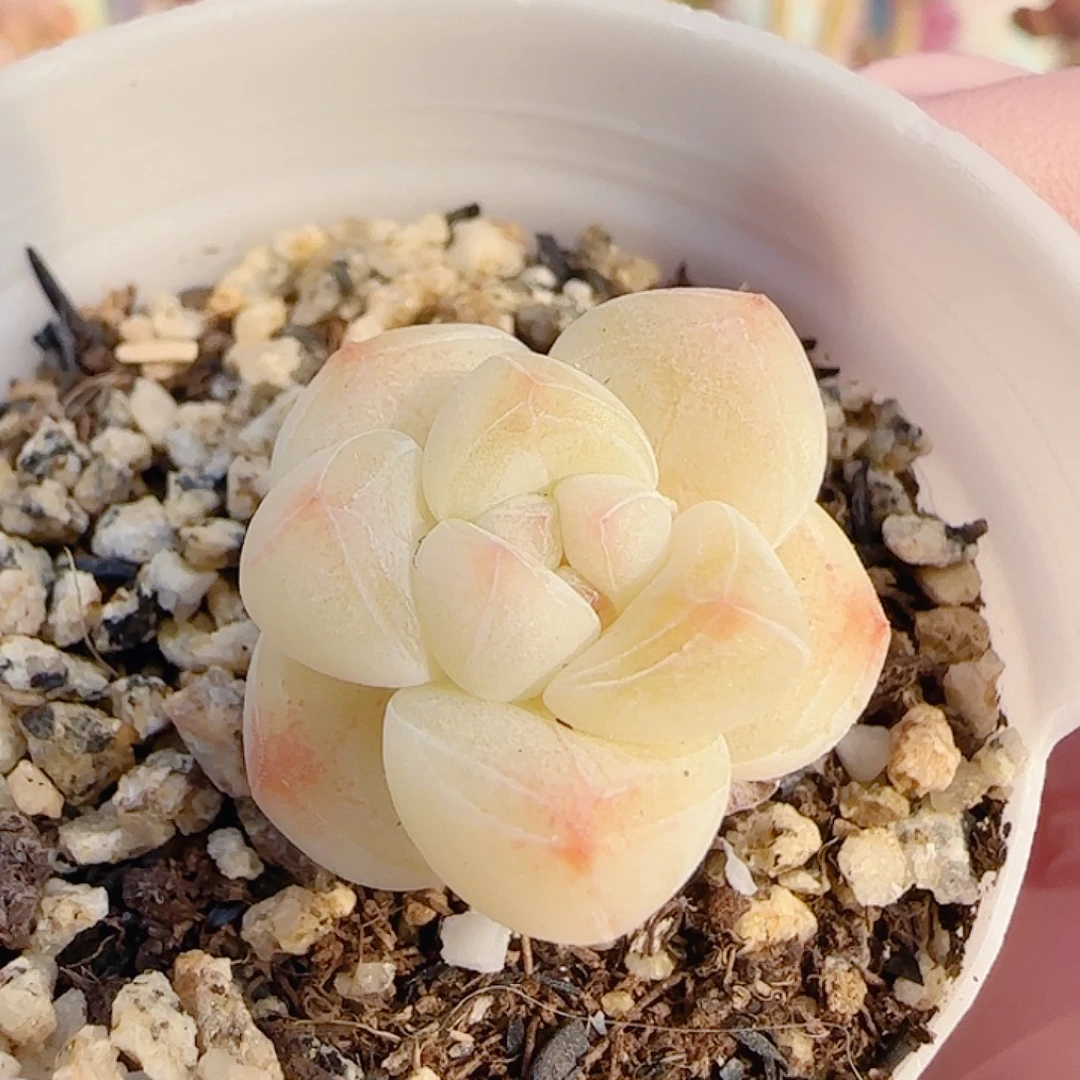 时***幻奶油冰玉 盆口2.5cm