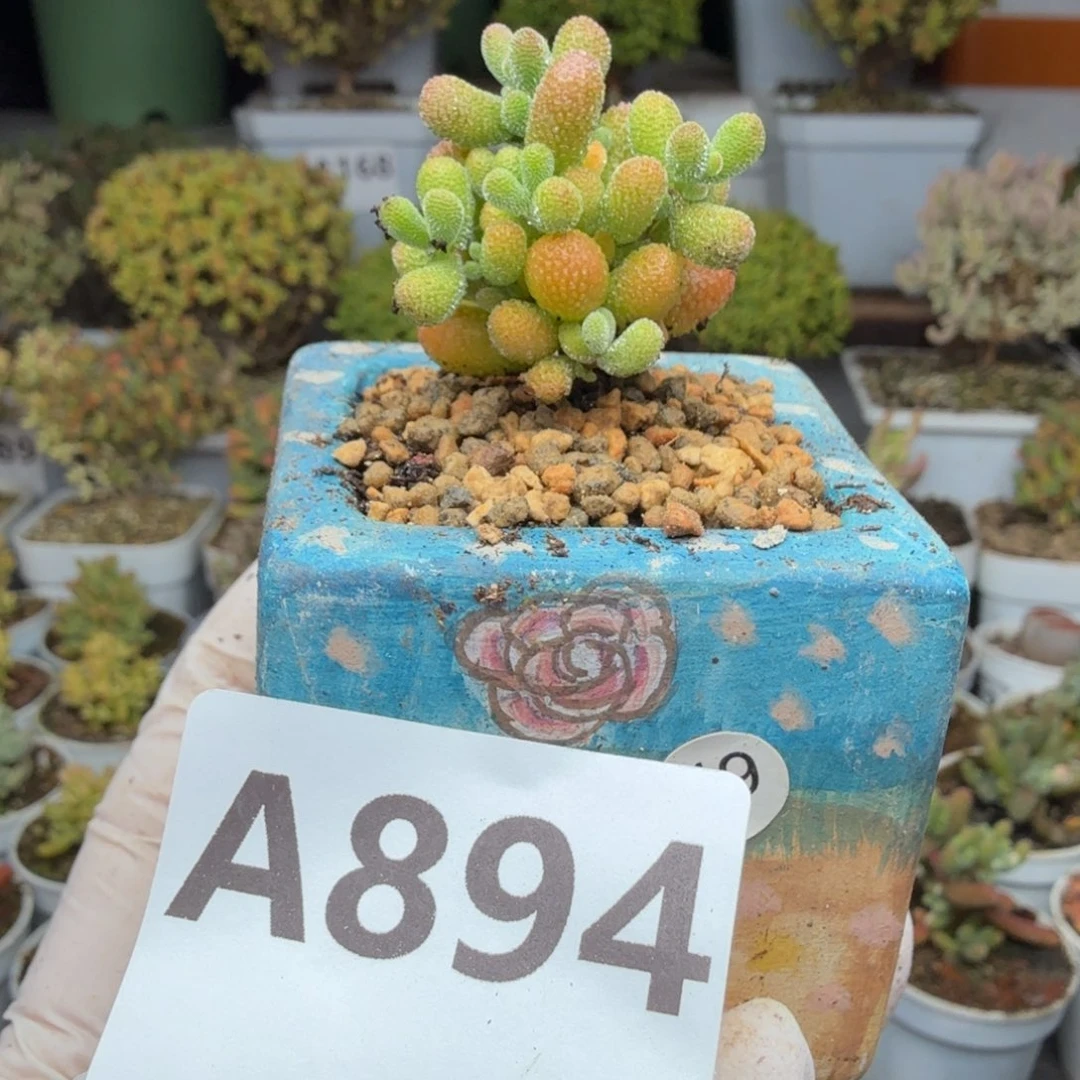 A894翡翠枝干尺寸小28元包邮