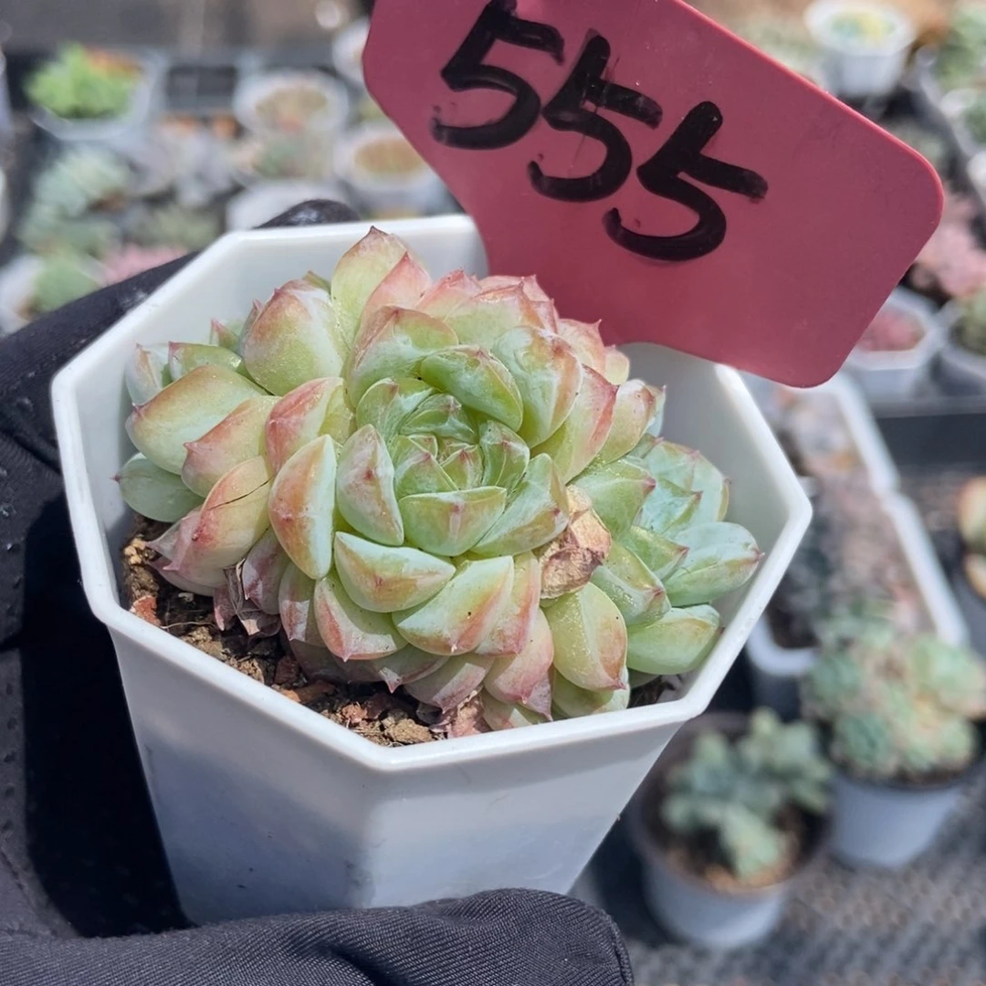 555冰魄多肉植物保护