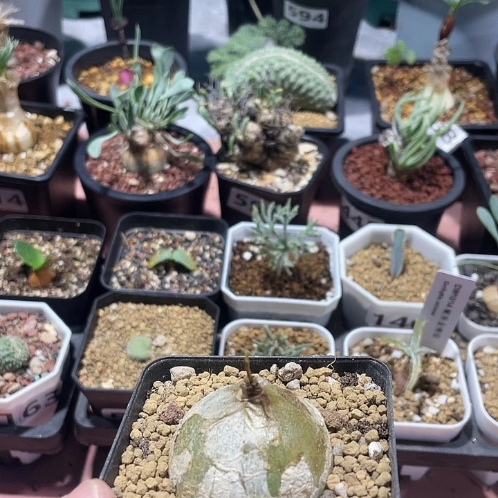 596大型仓角殿块根植物