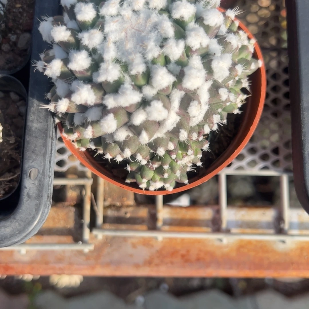 雪糕仙人球多肉植物精品