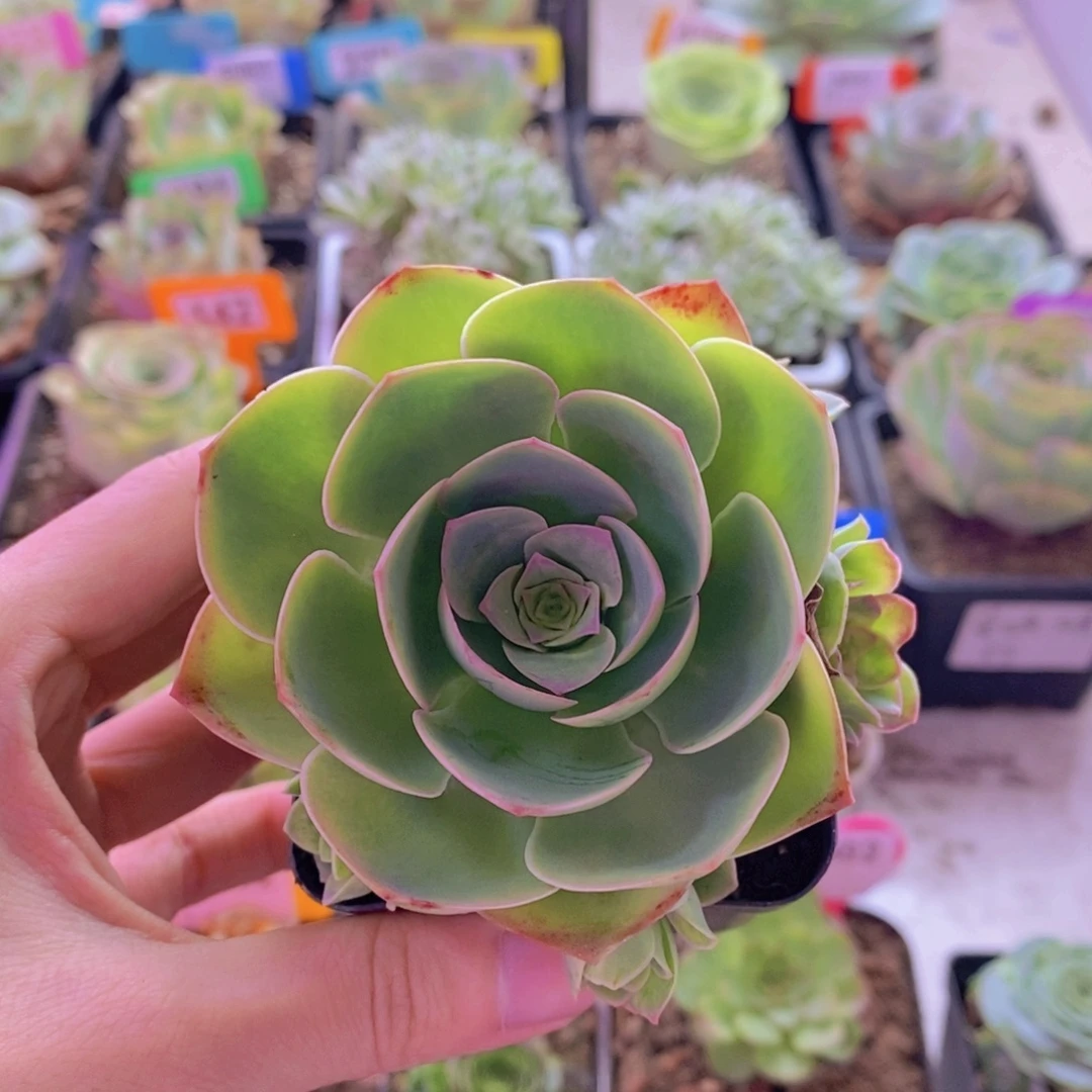 山地玫瑰一物一拍姝帕322