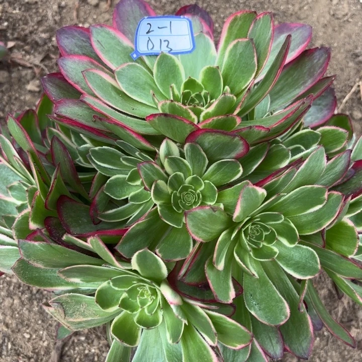 量拍一颗粉花妖多肉断枝不包13