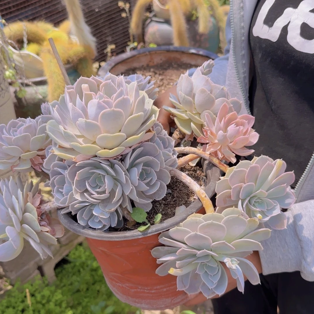 圣卡洛斯多肉000000007