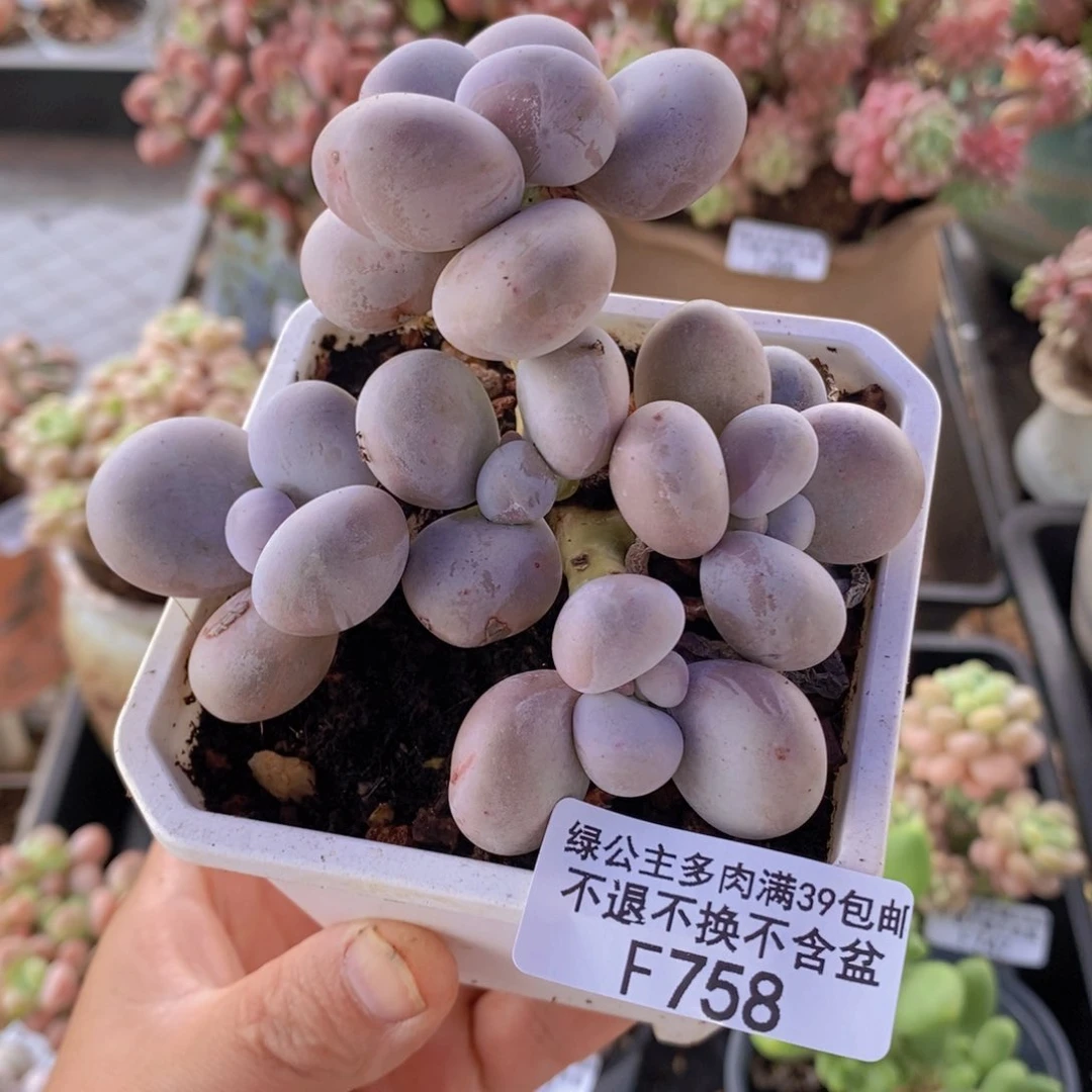 水光针奶酪9cm758多肉植物