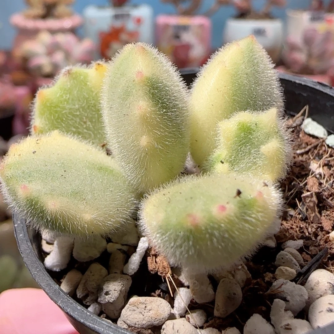 可爱小熊掌 盆口2.5cm