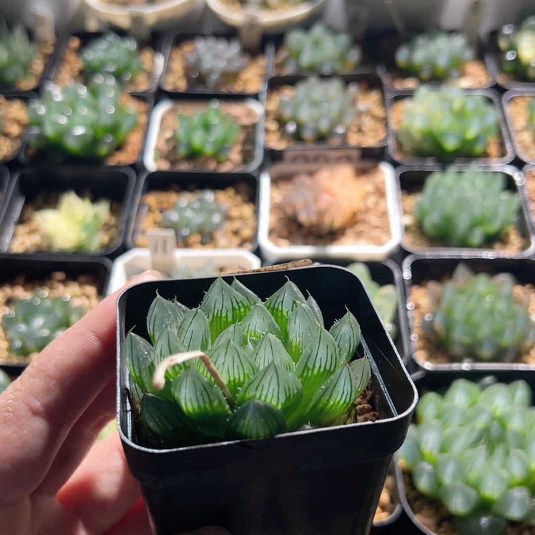910号实生针管多肉植物