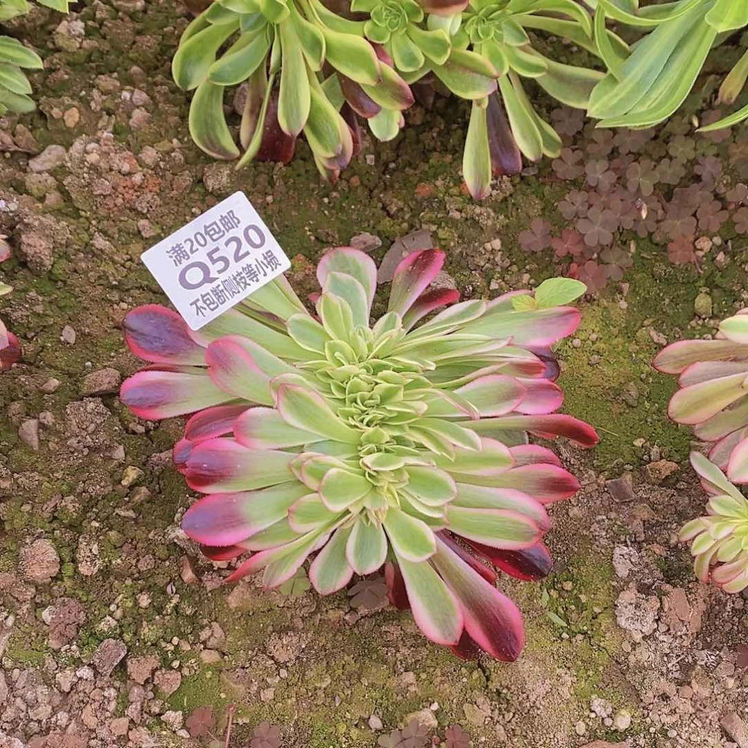 520黑金美杜莎缀化多肉